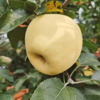 红富士苹果