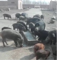 黑猪