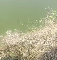 生态甲鱼