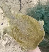 生态甲鱼