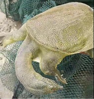 生态甲鱼